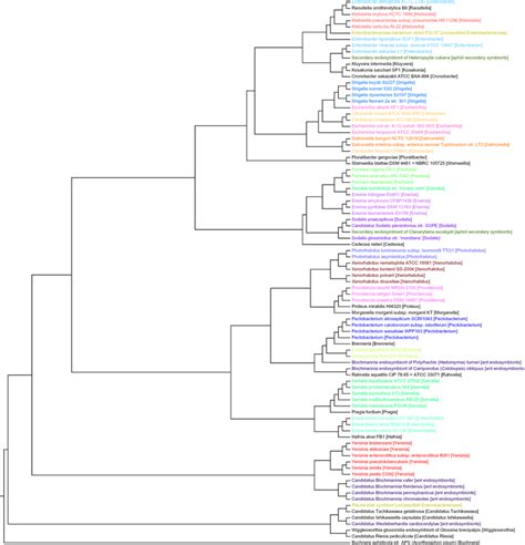 Whole Genome Phylogeny Of Enterobacteriales Genomes Based On Ogs