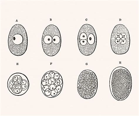 drawing of a zygote - blackpinklineartdrawingsimple