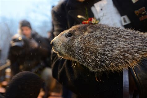 Qu Es Y Por Qu Se Celebra Hoy El D A De La Marmota