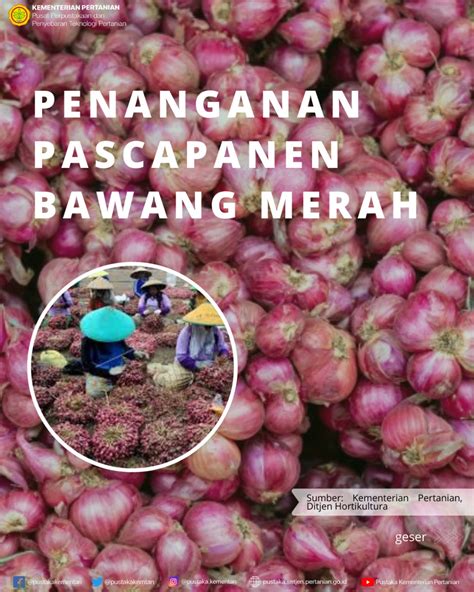 Penanganan Pasca Panen Bawang Merah