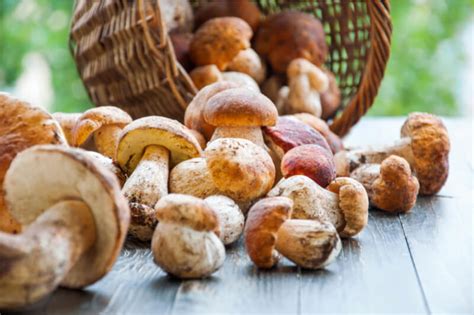 Come Conservare I Funghi Porcini Freschi Cucina Tecnologica