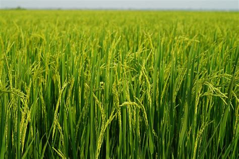 Rice Field Farmer Free Photo On Pixabay Pixabay