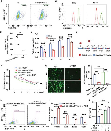 Figure From Self Delivery Of Tigit Blocking Scfv Enhances Car T