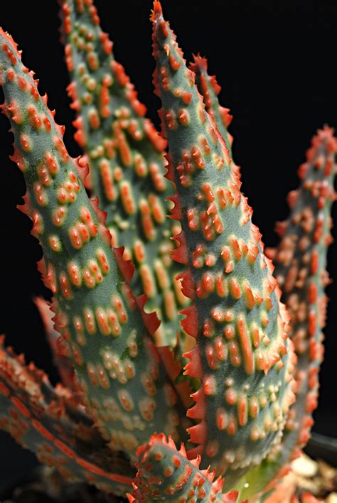 Фантастические гибриды алоэ :: myPlants