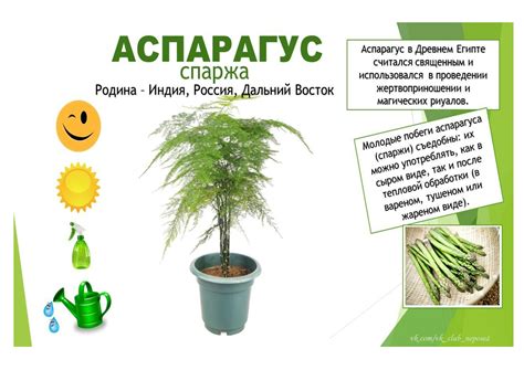 Картинки комнатные растения для дошкольников - 60 фото