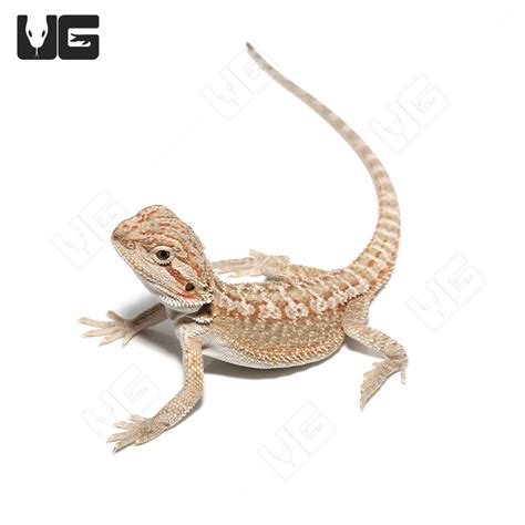 Baby Citrus Bearded Dragons Pogona Vitticeps For Sale Underground