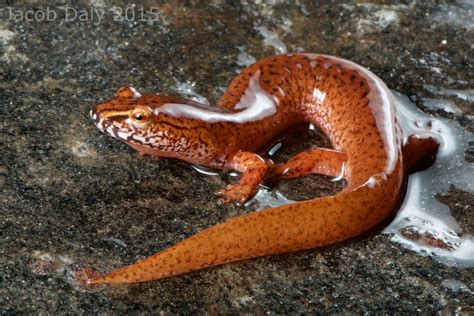 Gyrinophilus Porphyriticus Spring Salamander Nantahala Na Flickr