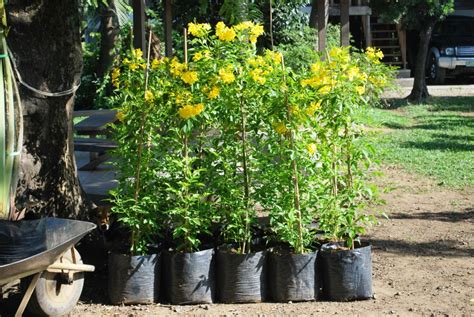 Yellow Bignonia 1 Cainta Plant Nursery