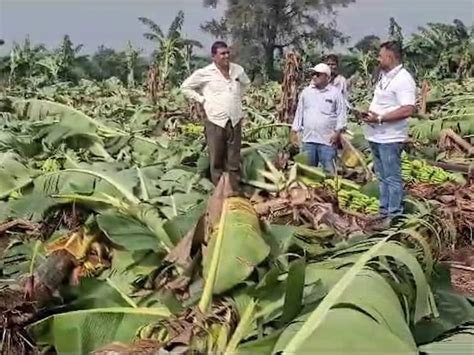 Unseasonal Rain Effect On Crop In Nandurbar Papaya Banana Rice Crop