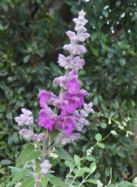 Salvia Variana Victorian Salvia Study Group