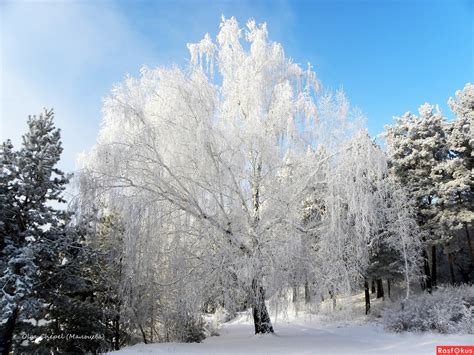 Белая Березка (57 фото) - 57 фото