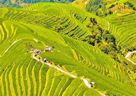 Longji Rice Terraces Guilin Hiking Photography Best Time To Visit