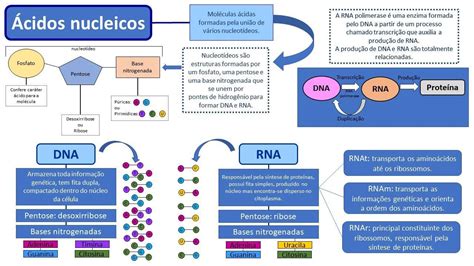 Mapa Mental De Biotecnologia ENSINO