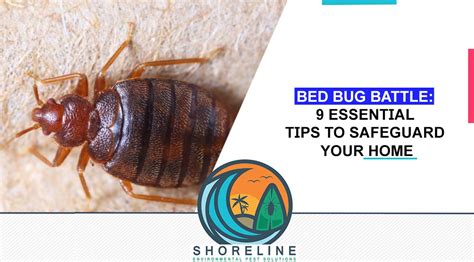 Bed Bug Battle 9 Essential Tips To Safeguard Your Home Shoreline Environmental Pest Solutions