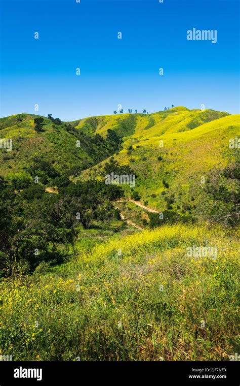 Mustard Covered Hills In Harmon Canyon Preserve Ventura California