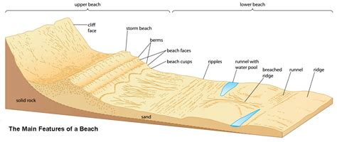 Coastal Depositional Landforms Beaches Note