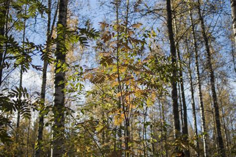 Forest Ruska Nature - Free photo on Pixabay - Pixabay