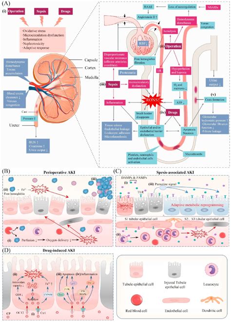 Pathophysiology Of Aki Following Sepsis Abbreviations Damps Images