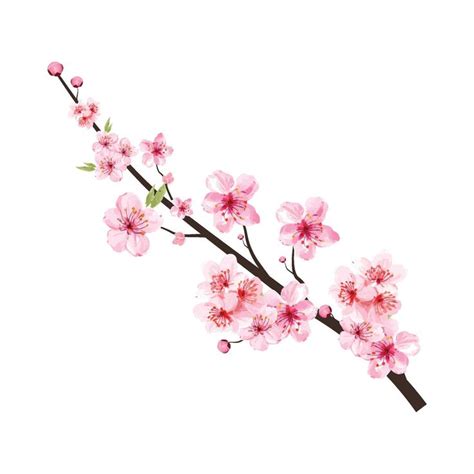 Cherry Blossom Branch Vector