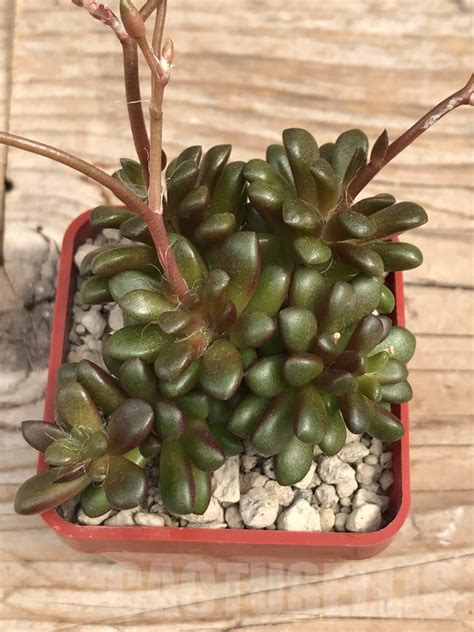 SHPR9936 Anacampseros vanthielii JVT 06760 – Кактус онлайн