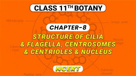 Structure Of Cilia And Flagella Centrosomes And Centrioles And