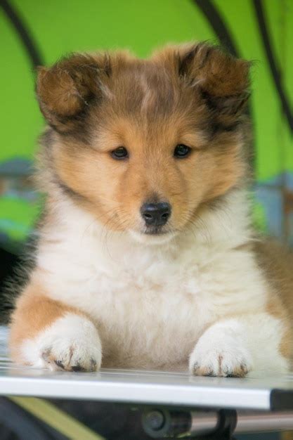 Lindo Cachorro De Perro Pastor Shetland Rojo Foto Premium