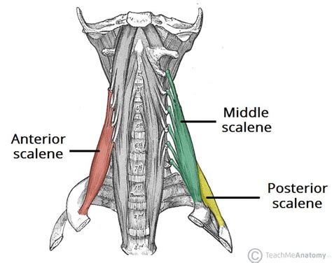 Muscles Of The Neck Teachmeanatomy