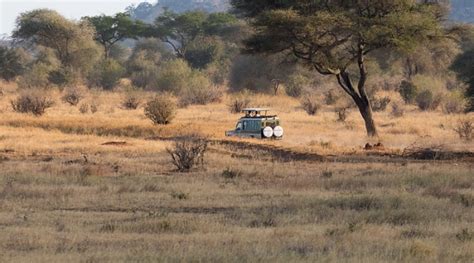 Best Time To Visit Serengeti When Is The Best Time To Go