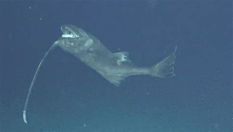 Some Deep Sea Anglerfish Spend Their Whole Lives Swimming Upside Down