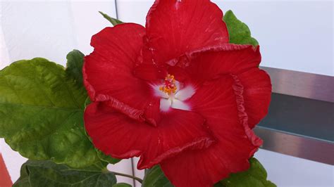 Dalmatian Bloody Sunset Dalmatin Hibiscus