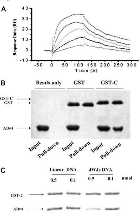 Figure 2 From The Hmgb1 Acidic Tail Regulates Hmgb1 Dna Binding