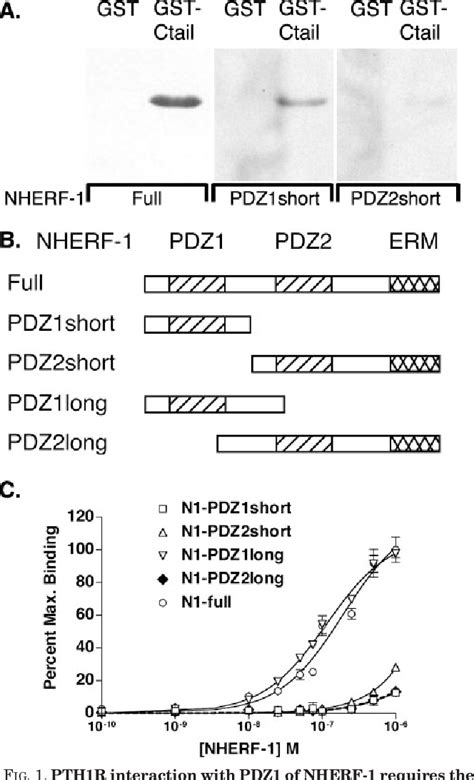 Figure From Stimulation By Parathyroid Hormone Of A Nherf Assembled