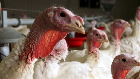 Iowa Declares State Of Emergency Over Bird Flu