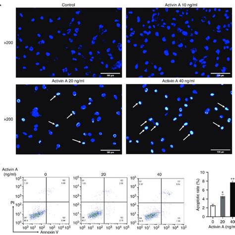 Effect Of Activin A On The Apoptosis Of A549 Cells A The Apoptosis