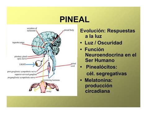 Glandula Pineal Y Sus Funciones Ppt