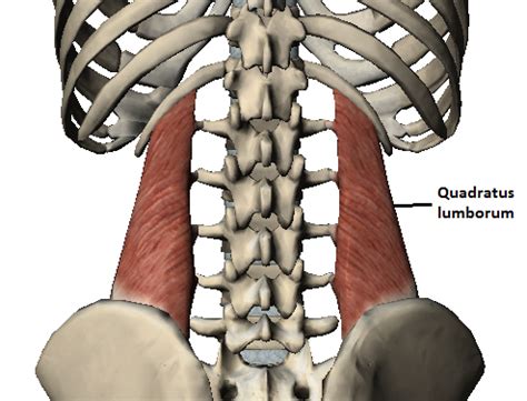 Quadratus Lumborum Anatomy