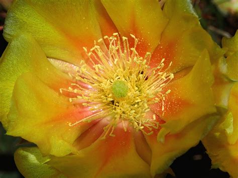 Fotos Gratis Cactus Flor P Talo Rosa Amarillo Flora Gran Ca N