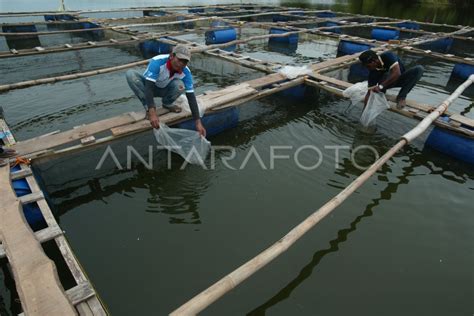 PERIKANAN BUDIDAYA ANTARA Foto