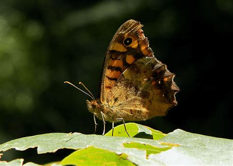 Gratis Afbeeldingen Natuur Vleugel Fotografie Blad Bloem