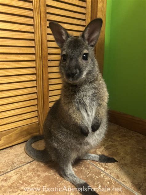 Wallabies For Sale