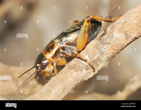 Cricket Legs Insect Hi Res Stock Photography And Images Alamy