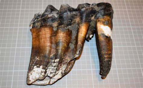 Mastodon Tooth Found In Aptos On Display At Santa Cruz Museum Of