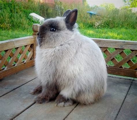 Netherland Dwarf Rabbits Thoma Homestead Farm And Rabbitry