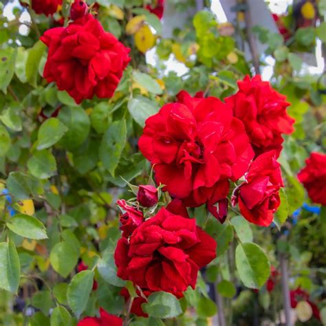 Large 6 7ft Climbing Rose Amadeus