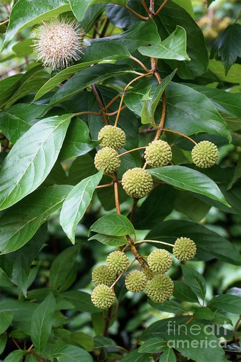 Buttonbush Cephalanthus Occidentalis Flowers And Fruits Photograph By