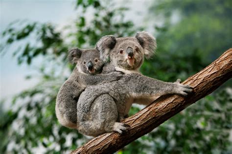 Discover the Fascinating World of Koalas at Billabong Sanctuary