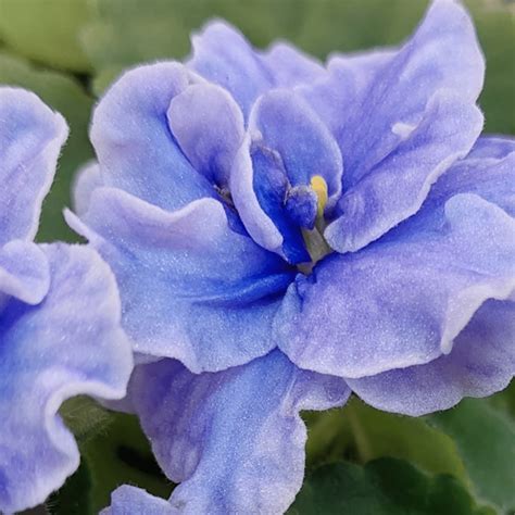 17 Types Of Blue African Violets African Violet Resource Center