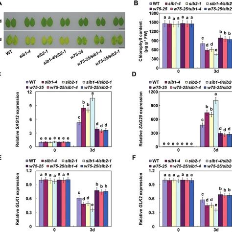 Sib Repress The Transcriptional Activity Of Wrky Transient