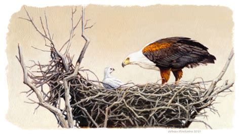 Johan Hoekstra Wildlife Art, African Fish Eagle (nesting) - Johan ...