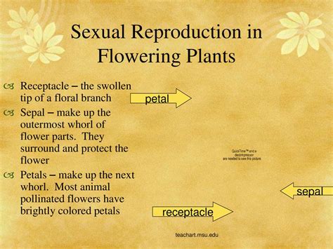 Plant Reproduction Chapter Ppt Download